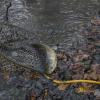 In Zusammenarbeit mit der Feuerwehr Landsberg hat die Fischergilde Barbara die Fische aus den Weiher am Waldfriedhof in den Altöttinger Weiher gebracht.