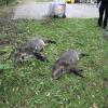 Zwei weitere Wildschweine sind bei einem Ausflug in die Augsburger Innenstadt gestorben.