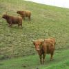 Die Hochlandrinder grasen auf ihrer Weide neben der A8.