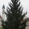 Westendorf hat ihn wieder, seinen Weihnachtsbaum in der Dorfmitte.