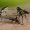Seeanrainer in den Ammerseegemeinden klagen derzeit über eine Mückenplage. LT-Redakteurin Stephanie Millonig hat die Situation erlebt und kommentiert die Diskussion um eine Einsatz von Bti.