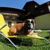 Hundehotels: Futter inklusive und Animation