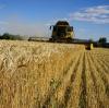 Getreideernte in der Ukraine in Zeiten des Krieges: Nun wächst die Hoffnung, dass die Feldfrüchte den Hunger auf der Welt lindern können.