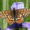 Der Goldene Scheckenfalter ist eine seltene Schmetterlingsart, die im Ammermoos vorkommt.