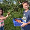 Sarah und Florian Kugler pflücken die Äpfel im heimischen Garten. Viele Gärtner müssen dieses Jahr bei der Ernte aber erhebliche Einbußen hinnehmen, weil es im April sehr kalt war. 	