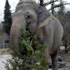 Elefantenkuh Burma ist 45 Jahre alt. Ihre Mitbewohnerin im Augsburger Zoo, Targa, ist schon 60. Für beide Tiere soll nun eine größere Anlage gebaut werden. 