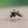 Von Stechmücken kann das West-Nil-Virus auf andere Wirte wie den Menschen übertragen werden.