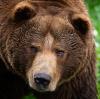 Braunbären wurden massiv gejagt und schließlich ausgerottet. Aus Bayerns Wäldern sind sie seit mehr als 150 Jahren verschwunden.