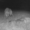 Die automatische Wildkamera des Jagdpächters Josef Haimer in Igenhausen (Landkreis Aichach-Friedberg) hat dieses Foto aufgenommen. Es zeigt den mutmaßlichen Wolf am Kadaver eines Schafes. 	