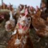 16 Hühner hat ein ausgebüxter Hund in Zaisertshofen tot gebissen. 