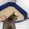 Darauf müssen Halter bei der Katzentoilette achten