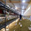 Anna und Jörg Ostermeier haben bei Adelsried einen Stall für 6000 Hühner gebaut. 