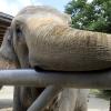 Die Stadt unterstützt mit zwei Millionen Euro den Bau eines neuen Elefantengeheges. 