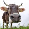 Bloß keinen Stress! Was der Bauer tun kann, um entspannte Kühe zu haben, war jetzt Thema beim Bäuerinnentag in Oberrieden. 