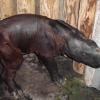 Das ist das Panzernashorn-Baby aus dem Tierpark Hellabrunn.