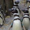 Der Augsburger Zoo koordiniert die Zucht von Magellan-Pinguinen in europäischen Zoos. 	