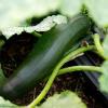 Ein Senior züchtete sein eigenes Gemüse im Garten und starb am Verzehr eines Zucchini-Auflaufs.