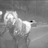 Ein Pferd wurde auf der Bundesstraße 455 in Eppstein (Main-Taunus-Kreis) von einer Verkehrsüberwachungskamera geblitzt. Zu schnell war aber das Auto dahinter. 