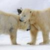 Das Eis wird dünn für die Eisbären. Laut einer Studie des WWF gibt es aufgrund des Klimawandels deutlich weniger Eisbären als noch vor zehn Jahren. (Symbolbild Berliner Zoo)