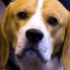Ein Mann aus dem Raum Wemding steht im Verdacht, einen illegalen Handel mit Beagles betrieben zu haben. Symbolbild