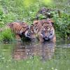 Augsburger Zoo hat neue Tiger  Sumatra-Tigerin Berani (links)  1. Jahr alt  und Tiger Djhala  14 Monate