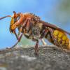 "Die ausgewachsenen Hornissen sind Vegetarier. Sie ernähren sich von Nektar und Pflanzensäften", erklärt die Insektenexpertin Tarja Richter.