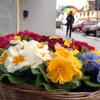 Bunte Primeln vertreiben das triste Wettergrau und machen Lust auf den Frühling.