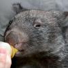 Wombat war noch ein Baby, als ein Auto seine Mutter überfuhr. 