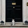 Das ist Larry, „oberster Mäusejäger des Kabinetts“, vor seinem Dienst- und Wohnsitz in London.
