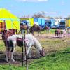 Dromedare, Esel, Pferde, Lamas, Ziegen und Ponys grasen hier friedlich neben dem gelben Zelt. Im Hintergrund ist der Fuhrpark des Circus Alfons William zu sehen.  	