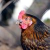 Bayernweit ist die Stallpflicht zum Schutz vor der Vogelgrippe aufgehoben. 