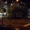 Ein Sturm riss am Abend in der Neuburger Straße Bäume um. 
