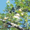 Nochmals zu blühen angefangen hat der Apfelbaum von Familie Schmeiser in Leeder.  