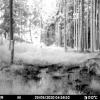 Im Gemeindebereich Wessobrunn ist ein Wolf gesichtet worden. Die Wildtierkamera von Josef Hang hat das Tier fotografiert.