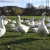 In diesem Jahr ist die Gans als Festtagsbraten eher selten gefragt. Das aber rettet ihr noch lange nicht das Leben, weil der abendländische Mensch der Gans schon aus purer Gewohnheit an die Gurgel geht.