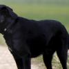 Auf einen Hund und dessen Besitzer ist ein Landwirt in Laichingen (Alb-Donau-Kreis) losgegangen. 