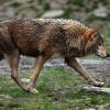 Ein Wolf läuft in einem Wildpark durch sein Gehege.