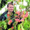 Der Ustersbacher Obstbauer Ulrich Zott beginnt gerade mit der Ernte: Den Pfirsichen hat das Sommerwetter offenbar ganz gut gefallen. Fotos: Marcus Merk