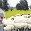 Im Sommer durften die Schafe von Franz Rehle noch auf die Weide. Seit zweieinhalb Monaten sitzen sie jetzt schon im Stall, weil es draußen wegen der Kolkraben zu gefährlich für sie ist. 