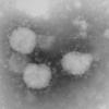 Das neue gefährliche Coronavirus hat zwei weitere Menschenleben gefordert. 