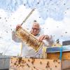 Ein Bienenvolk über den Dächern Berlins: Hobby-Imker Wolfgang Friedrichowitz ist einer von mittlerweile 740 Menschen, die in der Bundeshauptstadt diesem Hobby nachgehen.