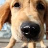 Adelsried hebt die Hundesteuer an. Hundebesitzer müssen dann 50 Euro für den ersten Hund bezahlen.