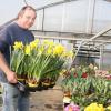 Michael Kutscherauer von der Gärtnerei Brandel im Aichacher Stadtteil Untergriesbach beim Versorgen seiner Frühlingsblumen. 