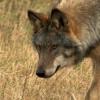 Helle untere Gesichtshälfte, kurzem, dreieckige Ohren, breite Stirn und dunkler Rücken, so sieht ein typischer Wolf aus. 