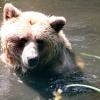 Wild lebende Braunbären gibt es in Deutschland laut NABU seit 1835 nicht mehr. In einem Bärengehege in Mecklenburg-Vorpommern fühlt sich dieser aber scheinbar sehr wohl.