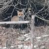 Füchse dringen immer mehr in Dörfer ein. Dieser Fuchs ist des Öfteren in der Wohngegend beim „Eisberg“ am südwestlichen Ortseingang von Neuburg zu sehen. Auch in Langenhaslach entdeckte Marktrat Otmar Hösle Meister Reinecke. 	