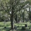 Auf dem jüdischen Friedhof in Kriegshaber wuchsen über viele Jahre hinweg Bäume, die dort eigentlich nicht stehen sollten. 