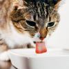Katzen waren ursprünglich Wüstentiere. Ihr Körper spart Wasser. Zum Trinken muss man sie deshalb oft animieren.