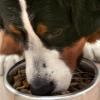 Bio-Hundefutter im Test: Bei der Stiftung Warentest fallen viele Produkte durch. (Symbolbild)