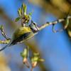 Die Blaumeise gehört zu den häufigen Gartenvögeln. Vom 13. bis 16. Mai heißt es wieder: Zähl  mit. Der Landesbund für Vogelschutz ruft zur Vogelzählung auf. 